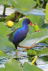 Purple Gallinule